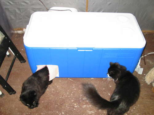 Diy Outdoor Cat Houses For Winter