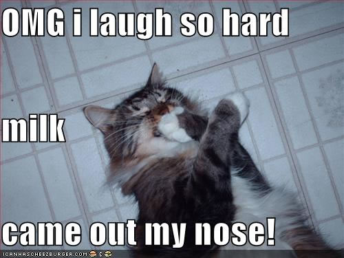 Image result for laughing cat